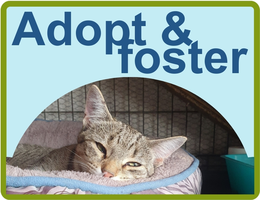 how to adopt and foster animals