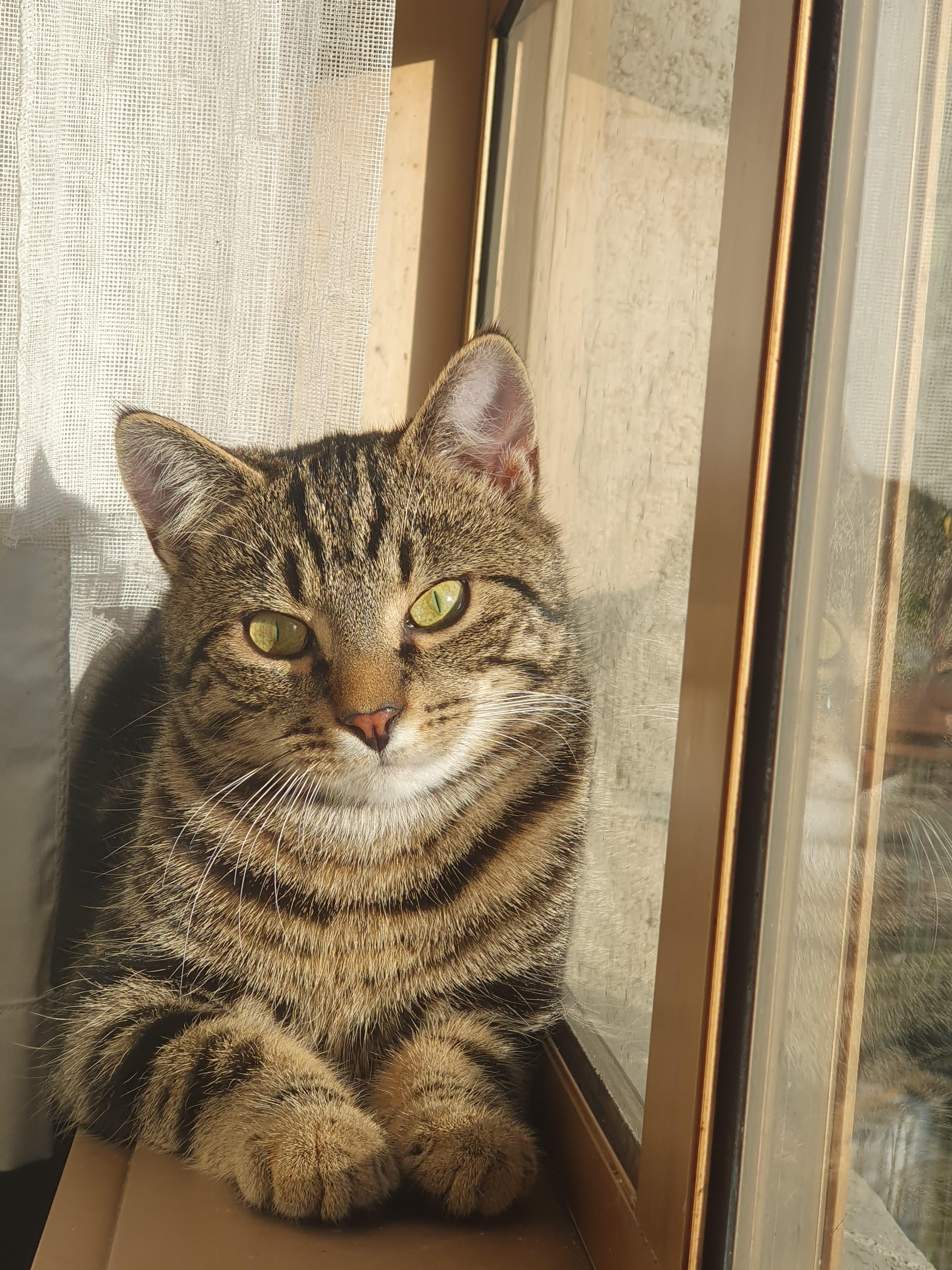 a cat waiting to be rehomed in new zealand